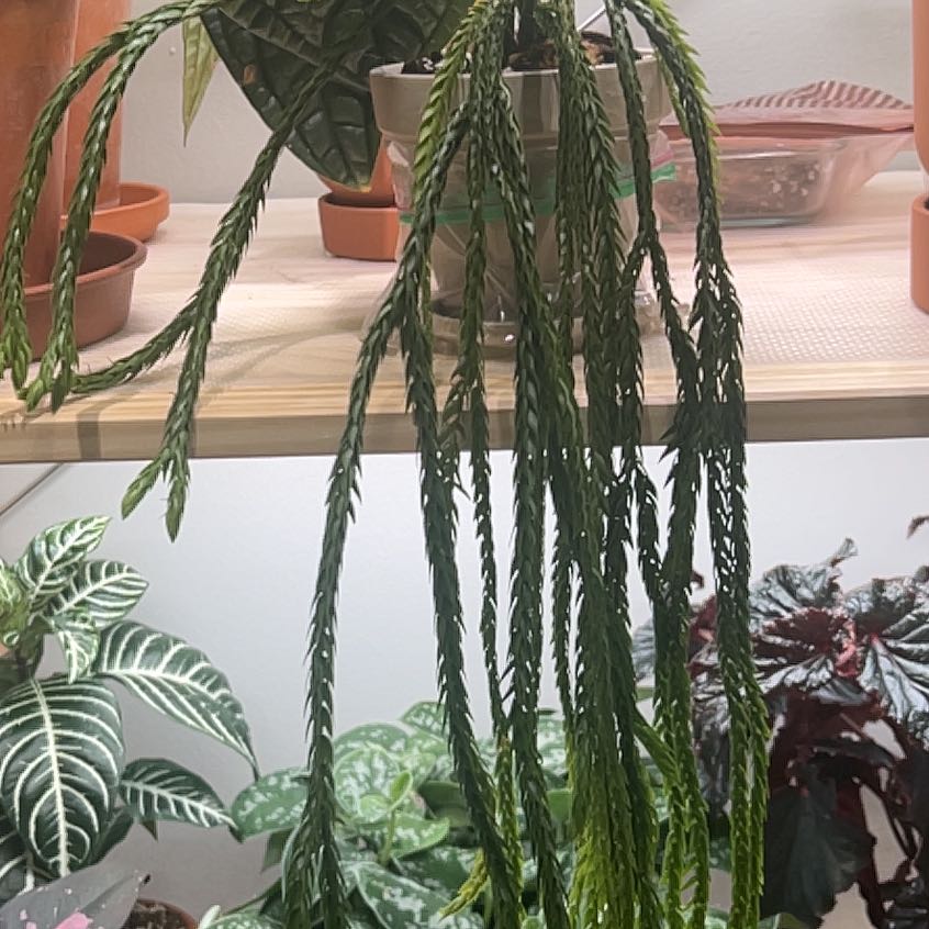 Photo of the plant species Huperzia carinata 'Soi Dragon' by @UBRmum77 named Achilles on Greg, the plant care app