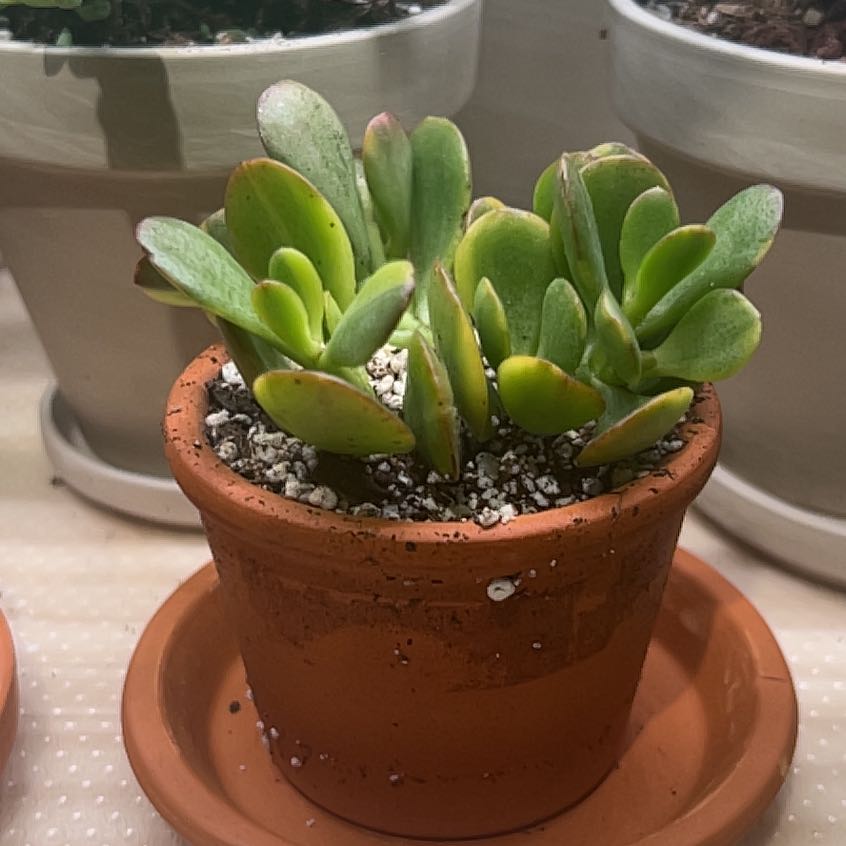 Photo of the plant species 'Lemon & Lime' Jade Plant by @UBRmum77 named LL Cool Jade on Greg, the plant care app