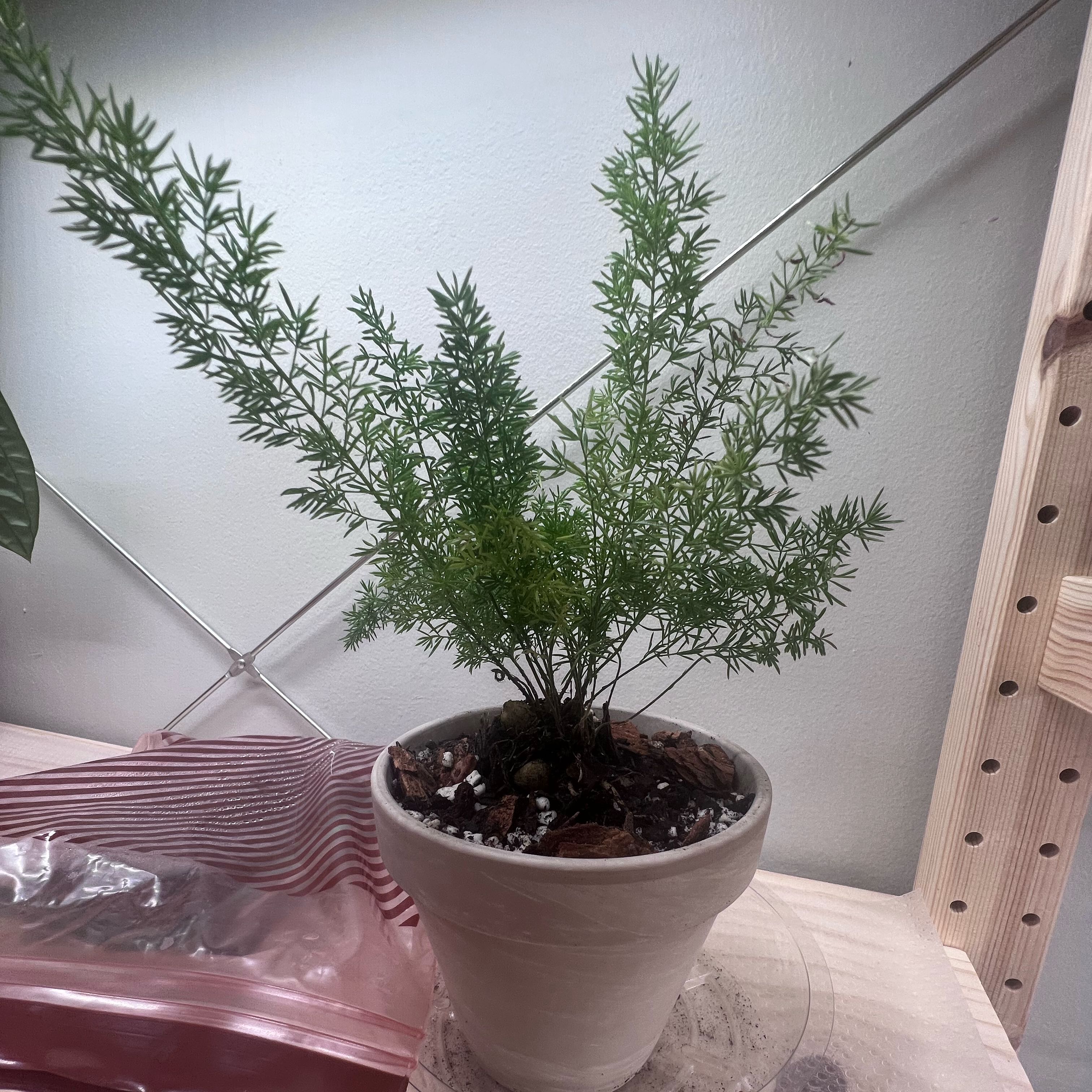 Photo of the plant species Meyers Foxtail Asparagus Fern by @UBRmum77 named Sanders on Greg, the plant care app