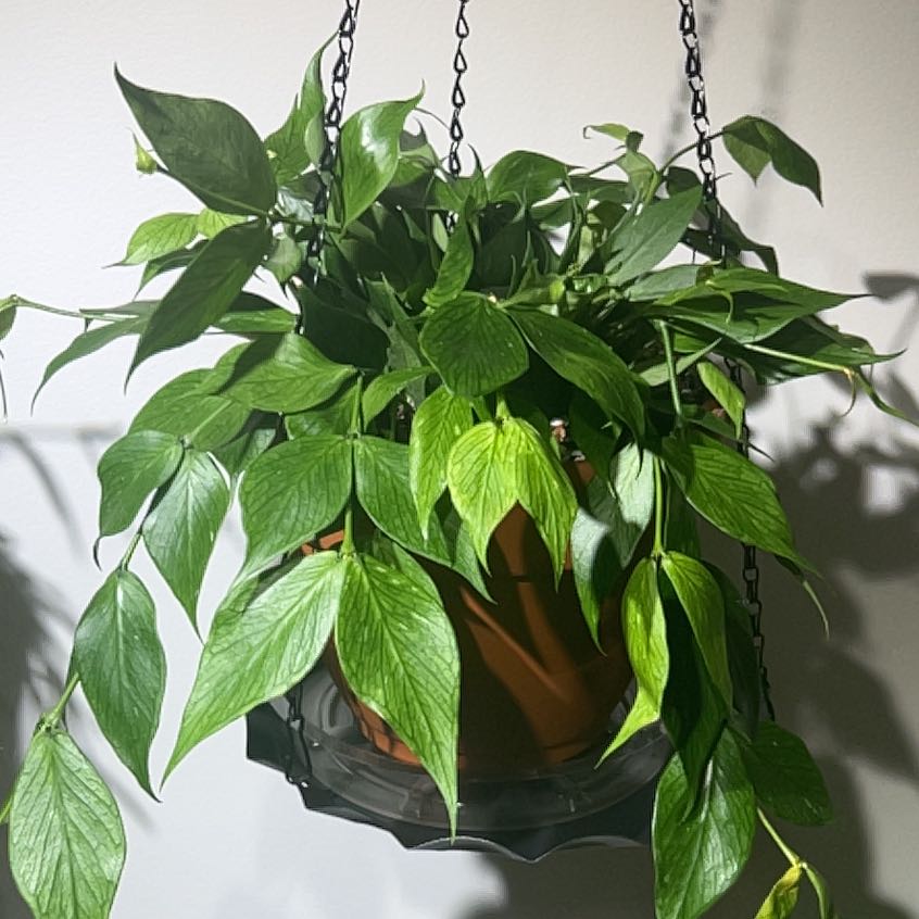 Photo of the plant species Fishtail Hoya by @UBRmum77 named Polly on Greg, the plant care app