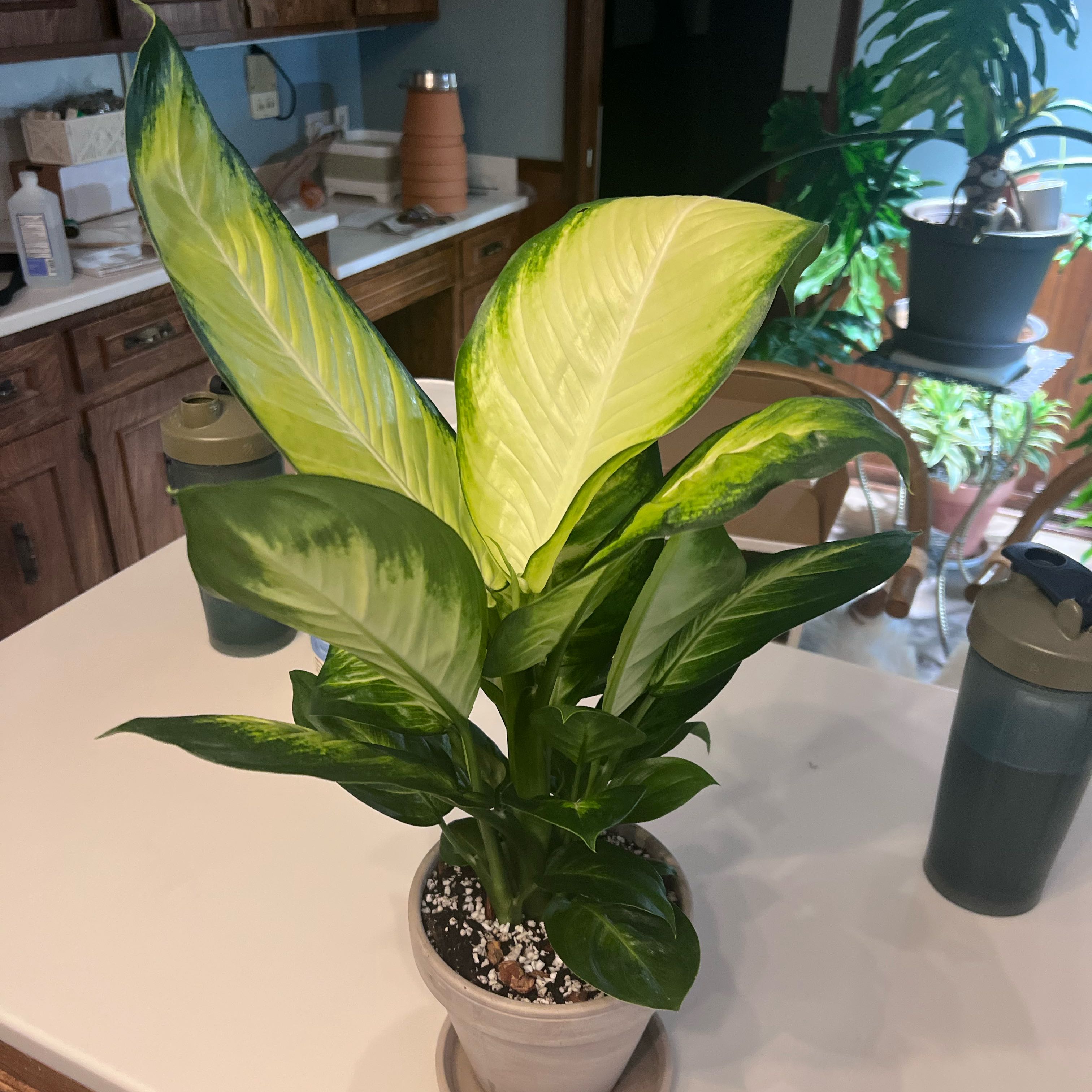 Photo of the plant species Dieffenbachia 'Tropic Marianne' by @UBRmum77 named LiloStitch on Greg, the plant care app