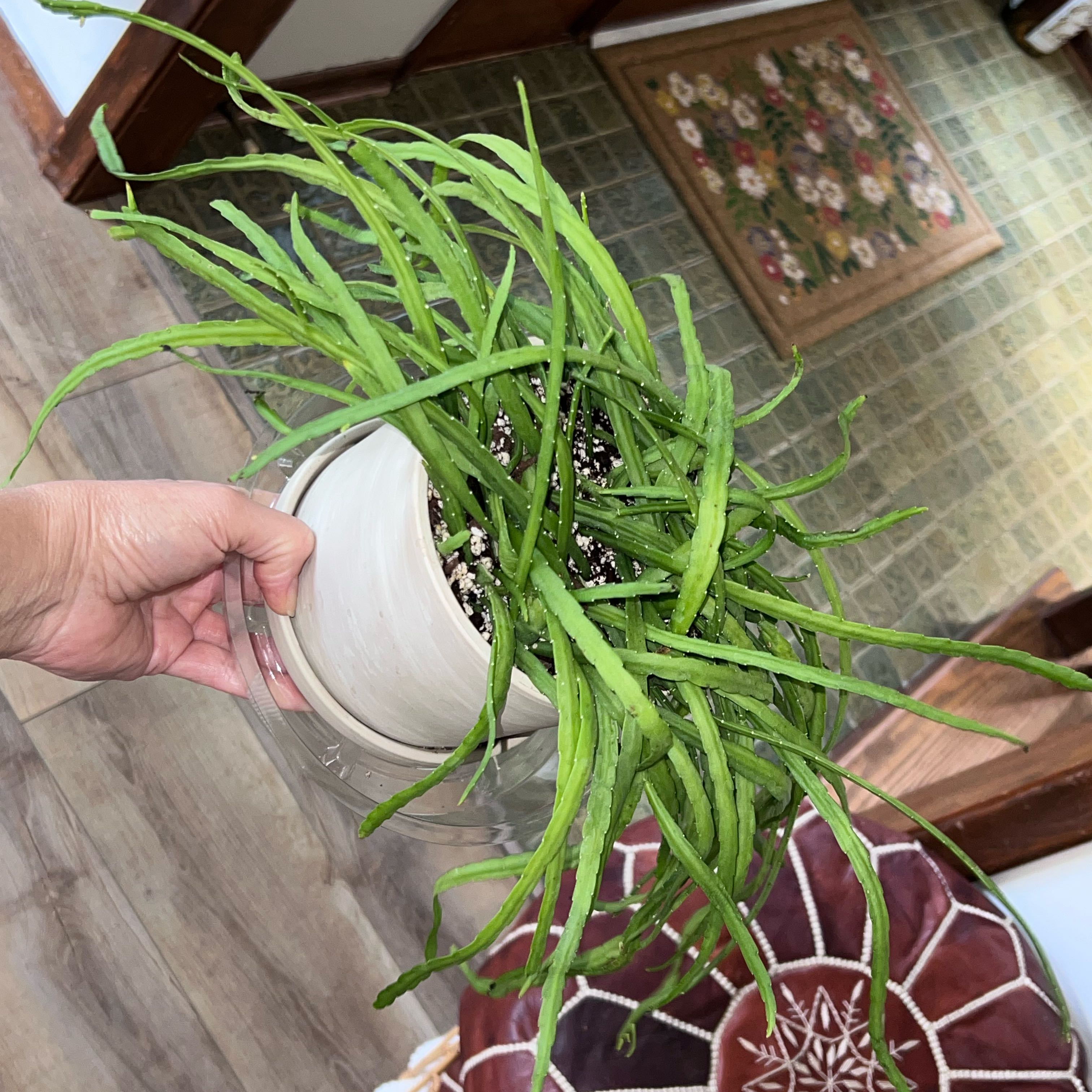 Photo of the plant species Rhipsalis boliviana by @UBRmum77 named Harry on Greg, the plant care app
