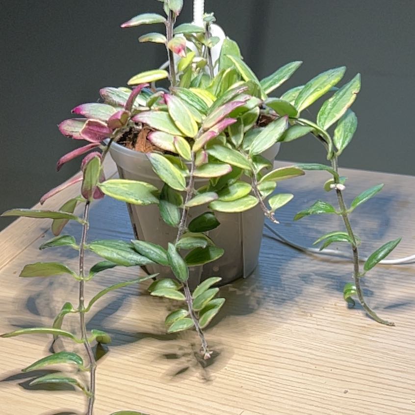 Photo of the plant species Bolero Bicolor Lipstick by @UBRmum77 named Tree Diddy on Greg, the plant care app