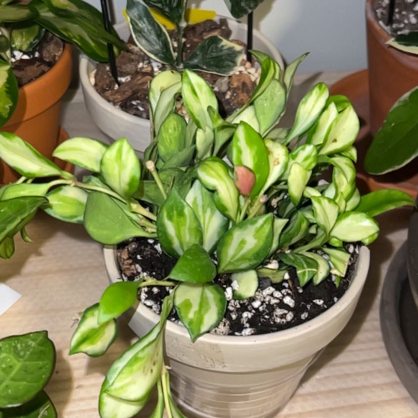 Photo of the plant species Hoya heuschkeliana variegata by @UBRmum77 named V Heuschkeliana on Greg, the plant care app