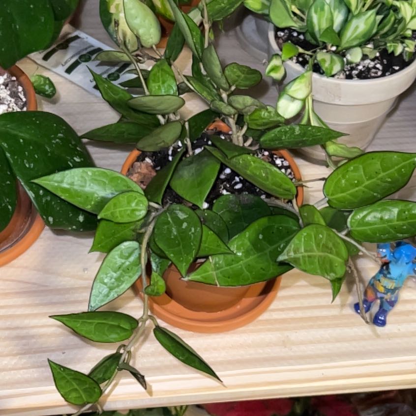 Photo of the plant species Hoya parasitica 'Black Margin' by @UBRmum77 named Terra on Greg, the plant care app