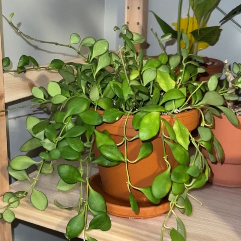 Photo of the plant species Hoya heuschkeliana by @UBRmum77 named Heuschkeliana on Greg, the plant care app