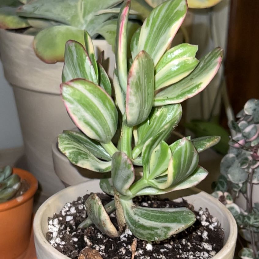 Photo of the plant species Variagated Jade Plant by @UBRmum77 named Plato on Greg, the plant care app