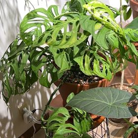 Photo of the plant species Monstera esqueleto by @UBRmum77 named Luna on Greg, the plant care app
