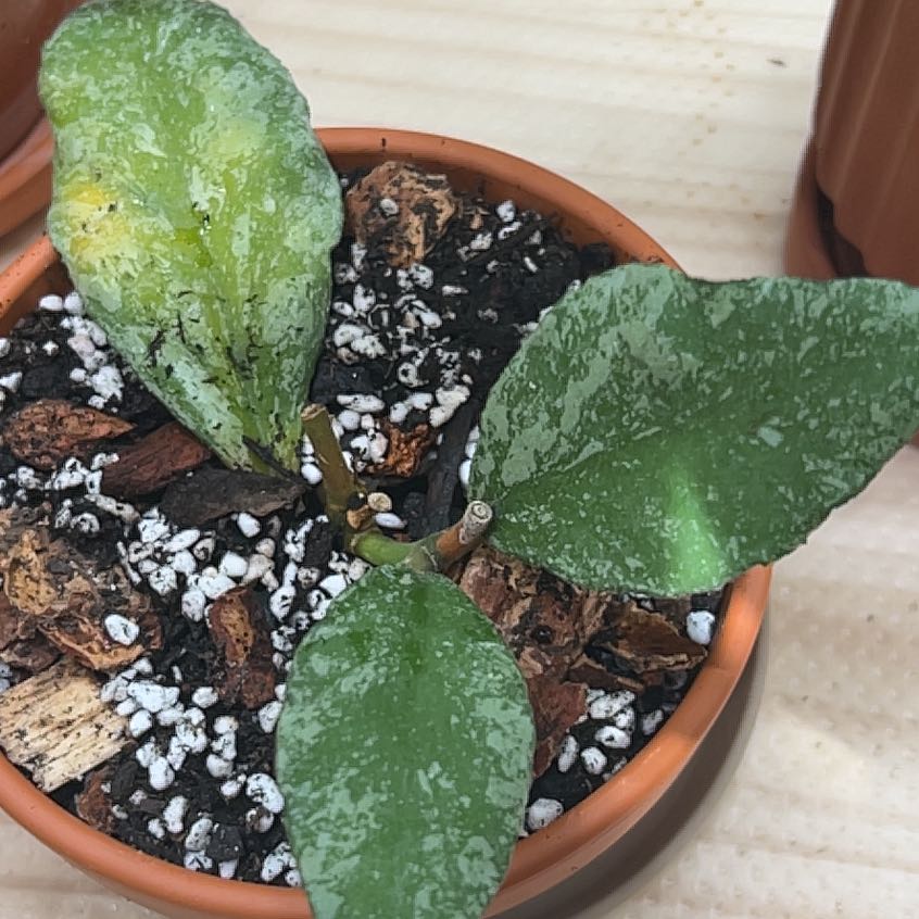 Photo of the plant species Hoya waymaniae 'Splash' by @UBRmum77 named Waymaniae on Greg, the plant care app
