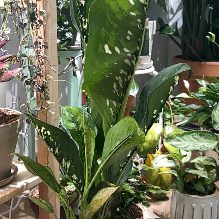 Photo of the plant species Diffenbachia Crocodile by @UBRmum77 named Tick-Tock — crocodile from Peter Pan on Greg, the plant care app