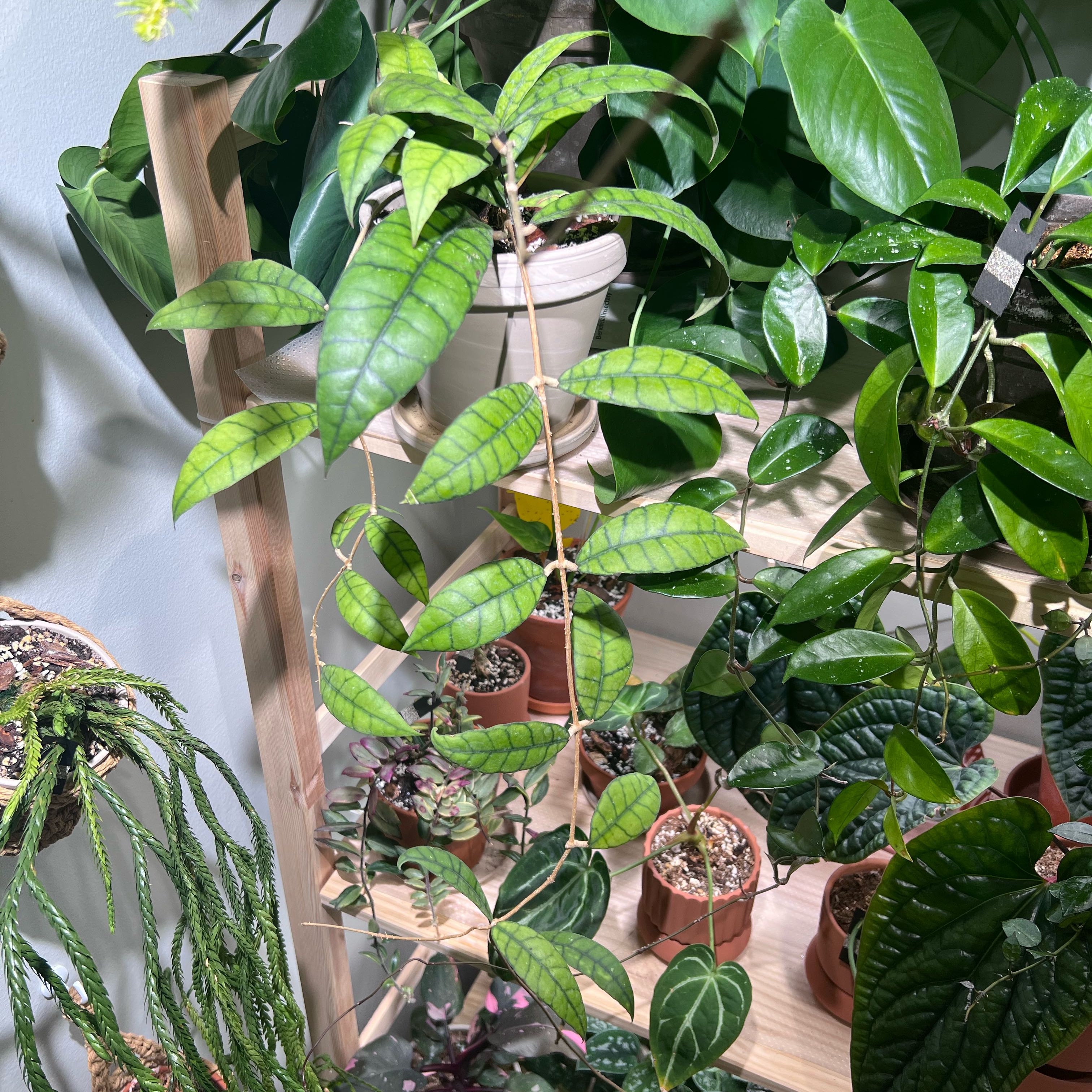 Photo of the plant species Hoya callistophylla 'Black Cat' by @UBRmum77 named Burnaby on Greg, the plant care app