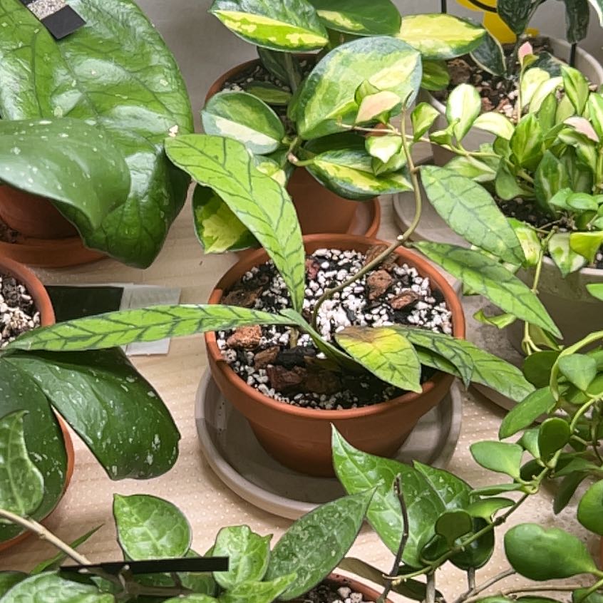 Photo of the plant species Hoya callistophylla 'King' by @UBRmum77 named King on Greg, the plant care app