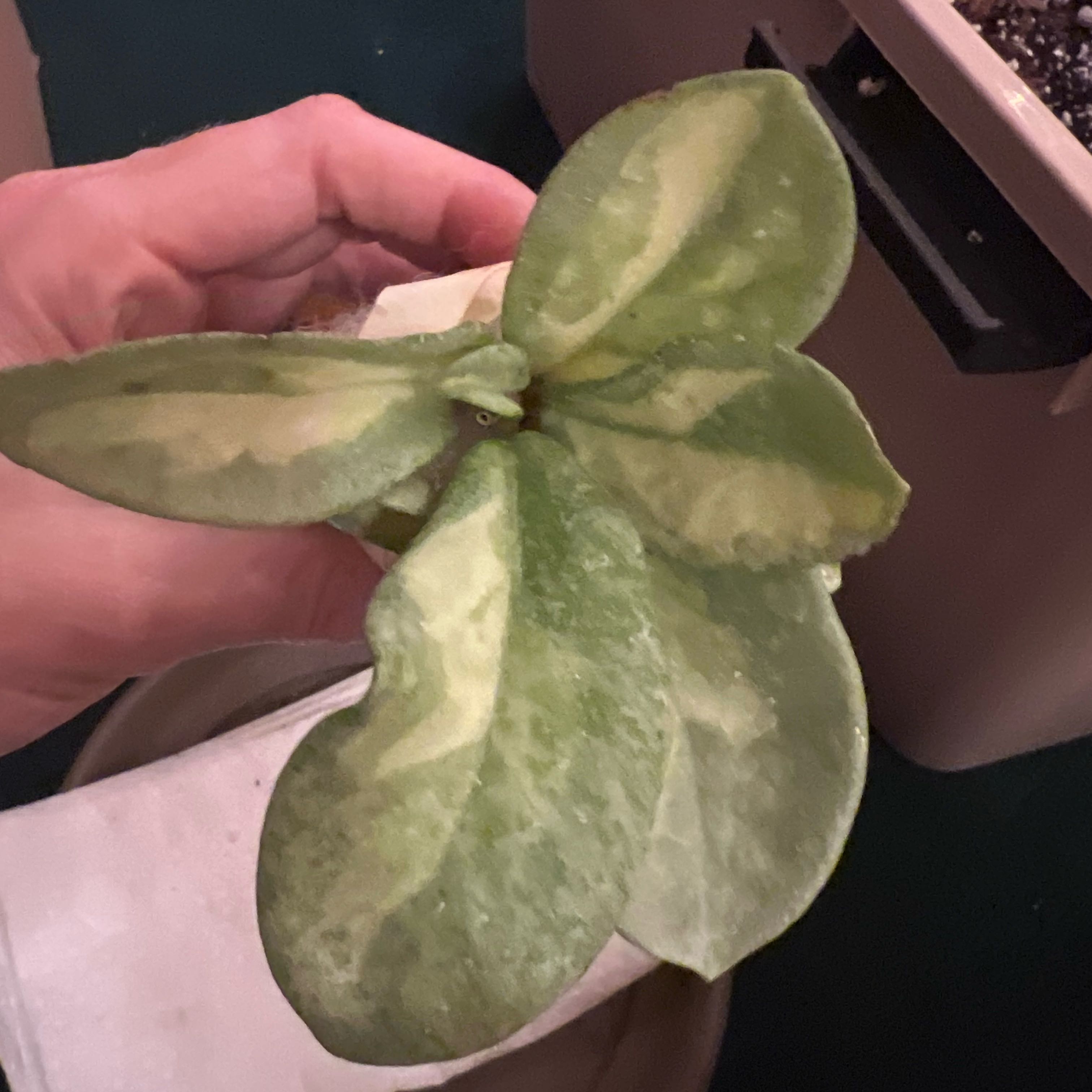 Photo of the plant species Hoya Argentea Princess by @UBRmum77 named Argentea on Greg, the plant care app
