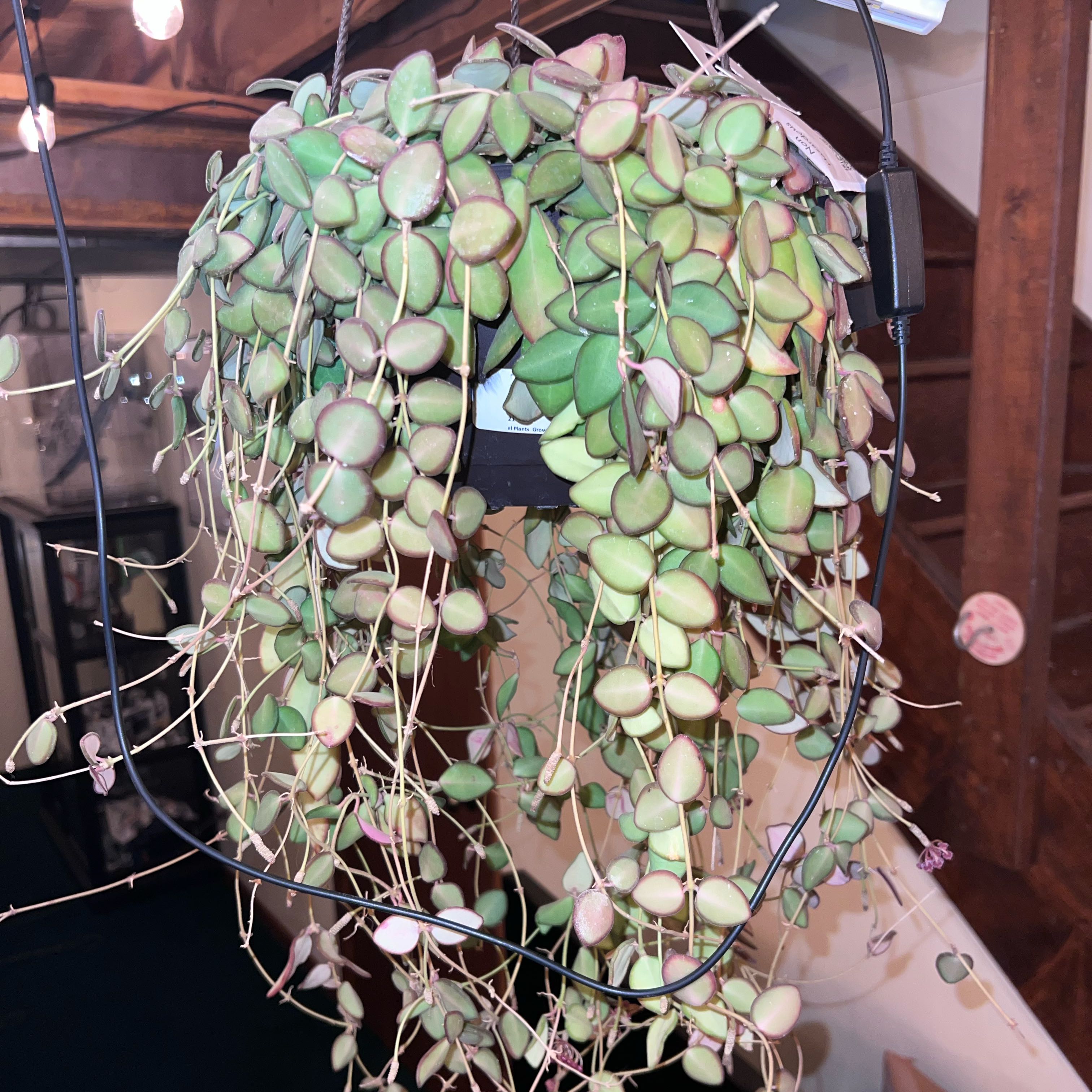 Photo of the plant species Hoya 'Burtoniae' by @UBRmum77 named Sea Stones on Greg, the plant care app