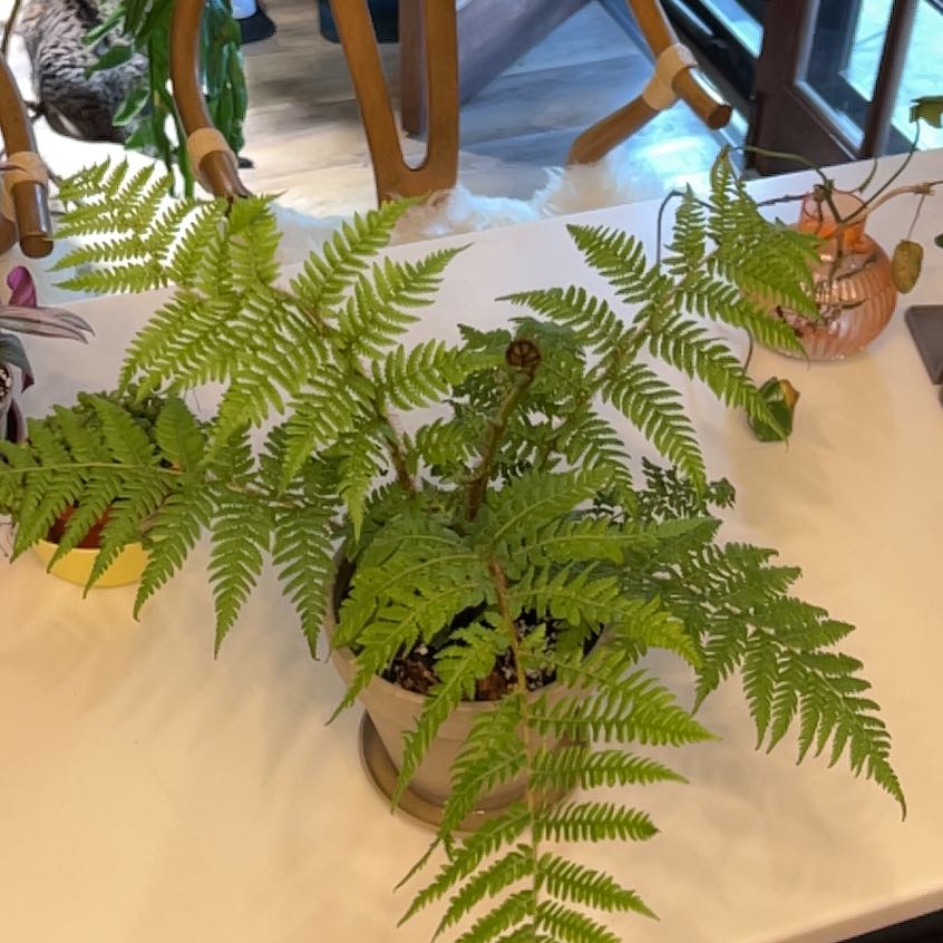 Photo of the plant species Australian Tree-Fern by @UBRmum77 named Tasman – Tasmania species is abundant on Greg, the plant care app