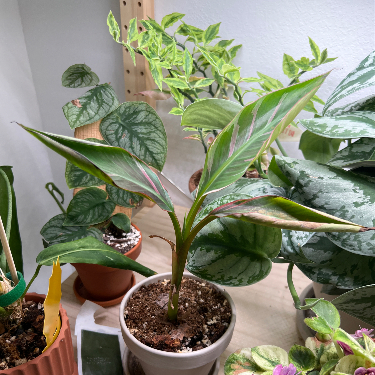 Photo of the plant species Pink Variegated Banana by @UBRmum77 named Pisang Merah – red/pink banana Indonesian on Greg, the plant care app
