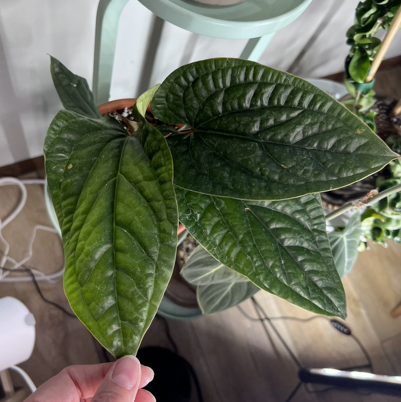 Photo of the plant species Anthurium Radicans x Luxurians by @UBRmum77 named Diana on Greg, the plant care app