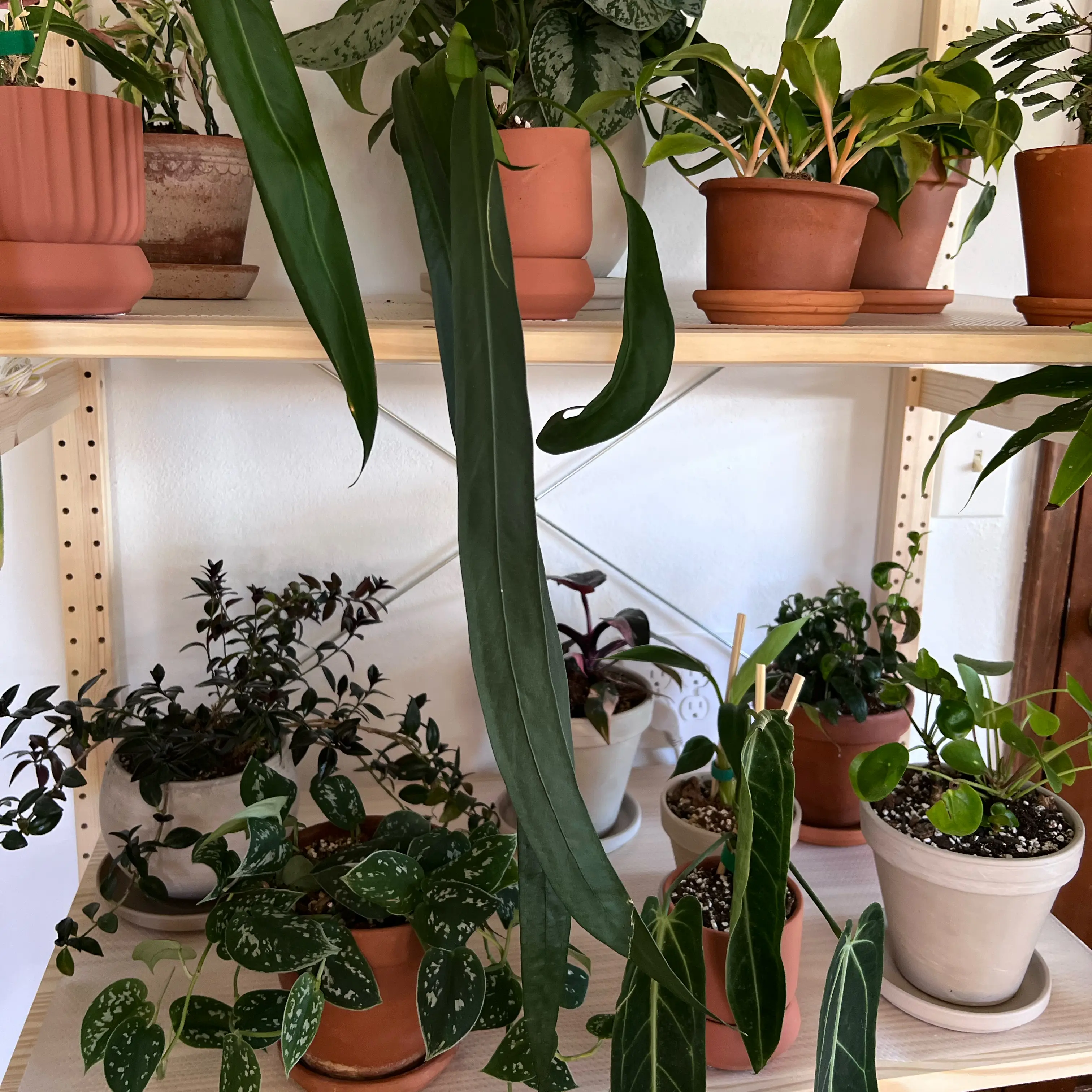 Photo of the plant species strap-leaved anthurium by @UBRmum77 named Omi on Greg, the plant care app