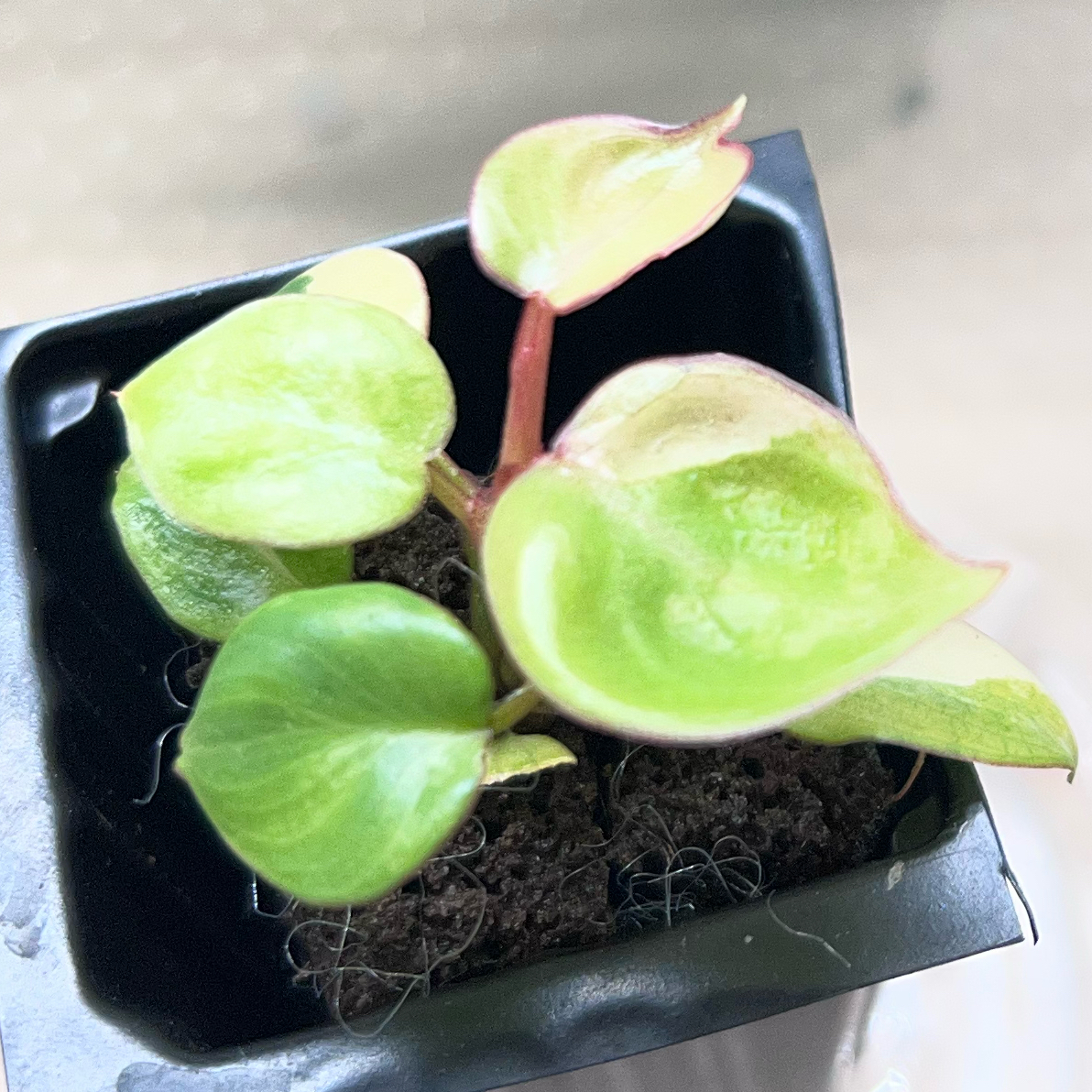 Photo of the plant species Variegated Philodendron Billietiae by @UBRmum77 named Baby TC Var Billietiae on Greg, the plant care app
