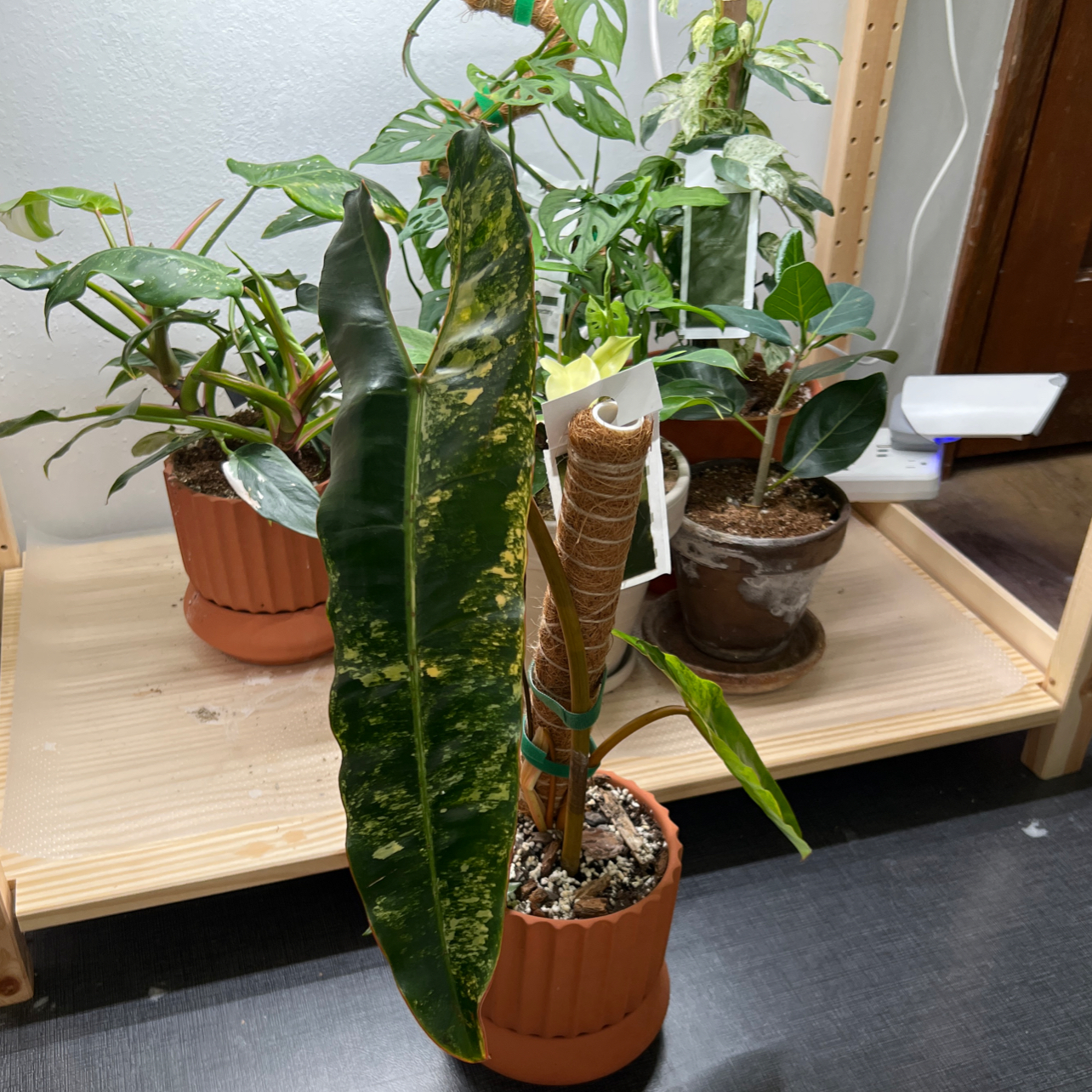 Photo of the plant species Variegated Philodendron Billietiae by @UBRmum77 named Var Billietiae on Greg, the plant care app