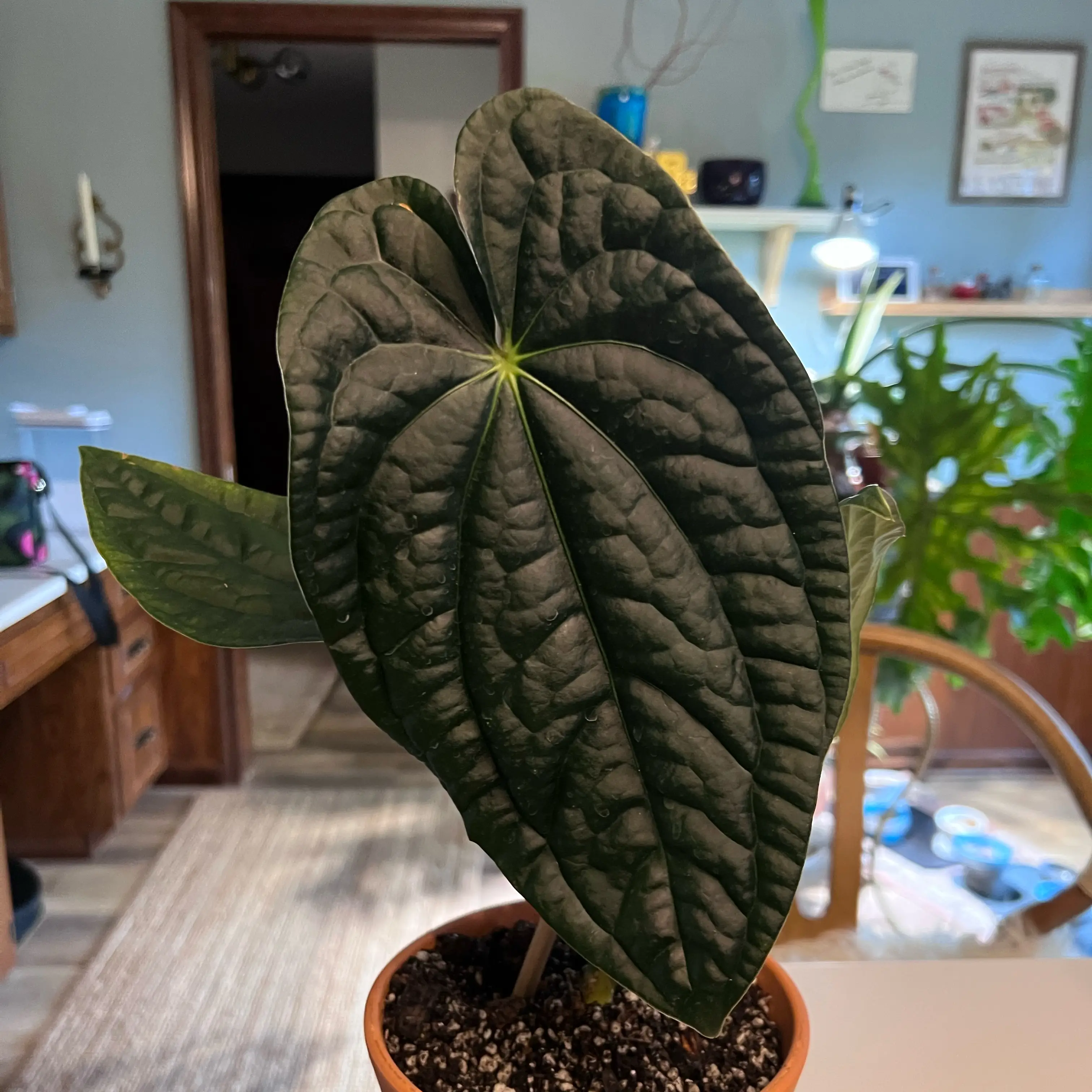 Photo of the plant species Anthurium Papillilaminum × Luxurians Ximeportilla by @UBRmum77 named Midnight Ximeportilla on Greg, the plant care app