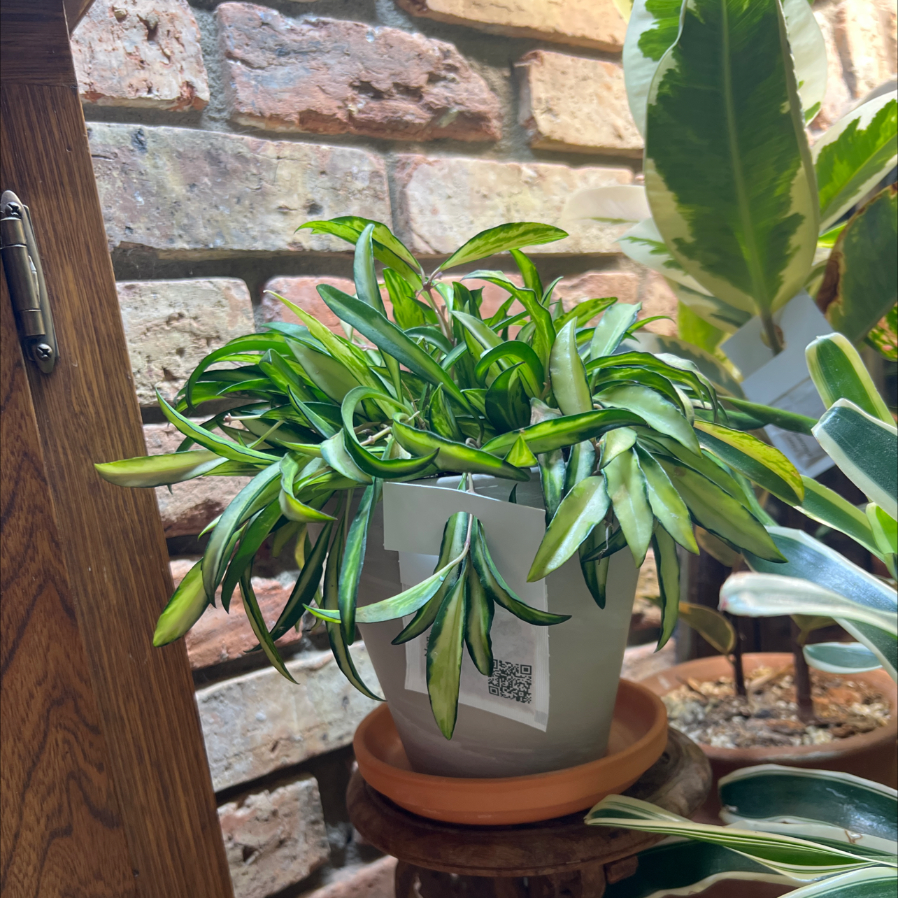 Photo of the plant species variegated hoya wayetii by @UBRmum77 named Wayetii on Greg, the plant care app
