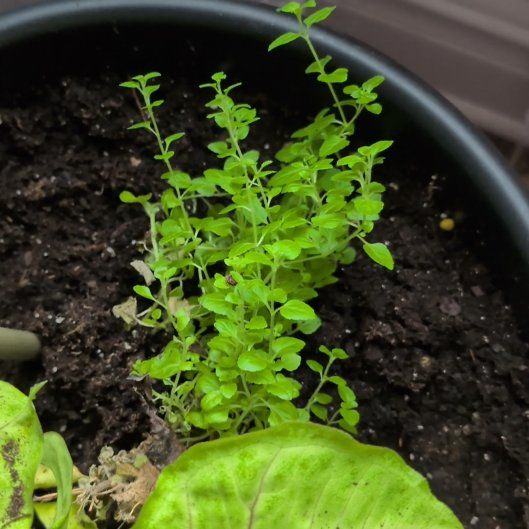 Photo of the plant species Cancer Weed by @NewTyrimnus51 named Rosa on Greg, the plant care app