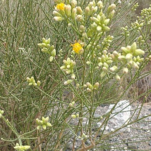 Photo of the plant species Spanish Broom by @HeroicOkra named Duke on Greg, the plant care app