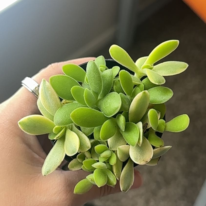 Photo of the plant species succulent by @SplendidCooperi named Steve on Greg, the plant care app