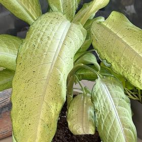 Photo of the plant species Redvein Dock by @OpenlyEmoryoak named Bodhi on Greg, the plant care app