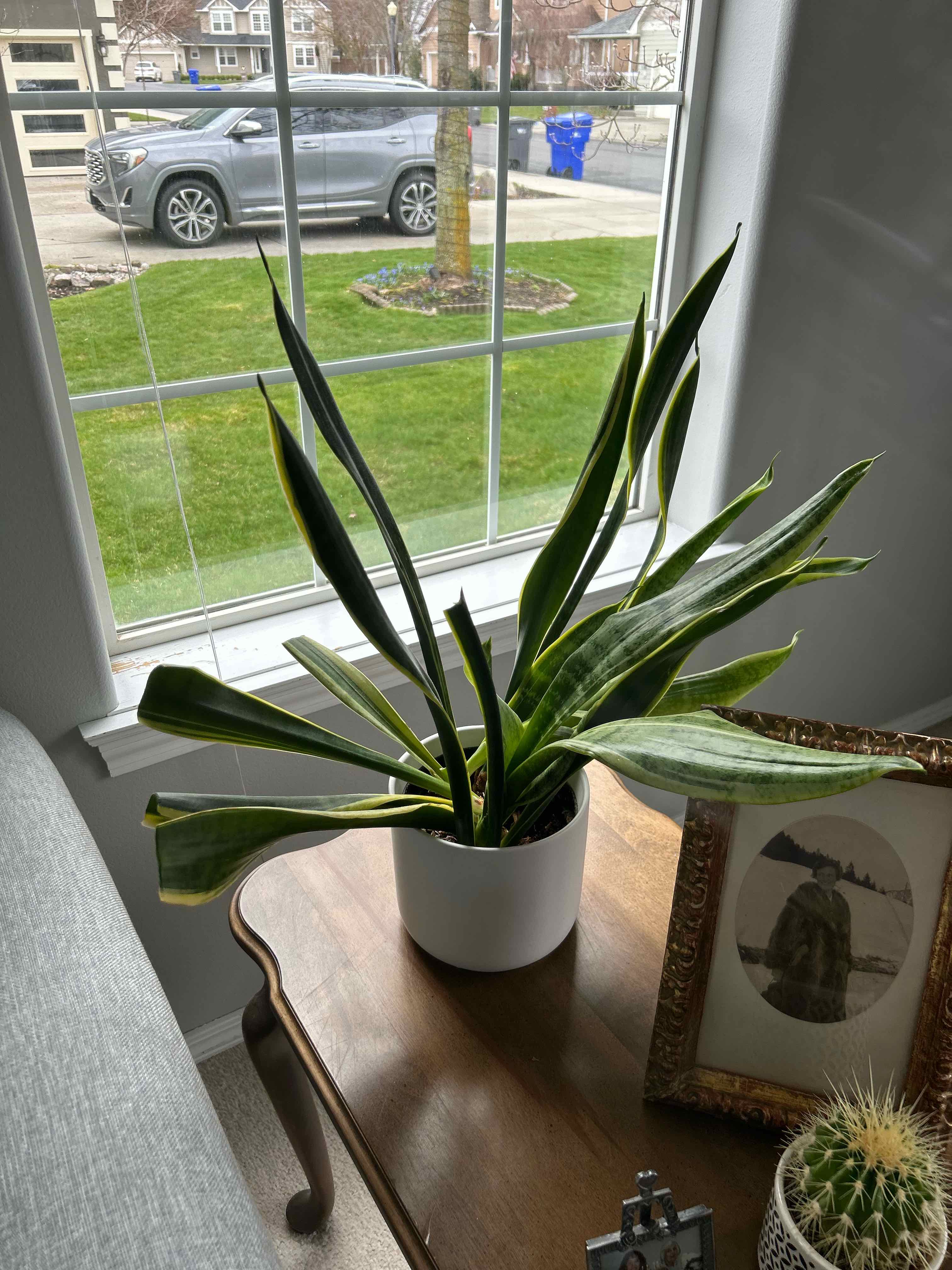 Snake Plant plant photo by @dcooper713 named Ouroboros on Greg, the plant care app.