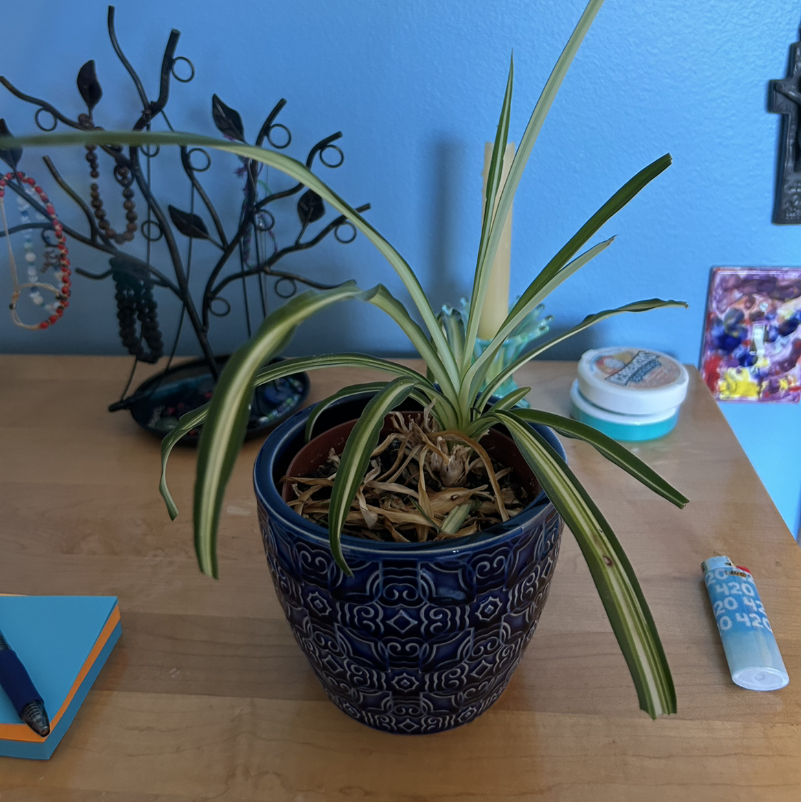 Spider Plant plant photo by @dcooper713 named Arachne on Greg, the plant care app.