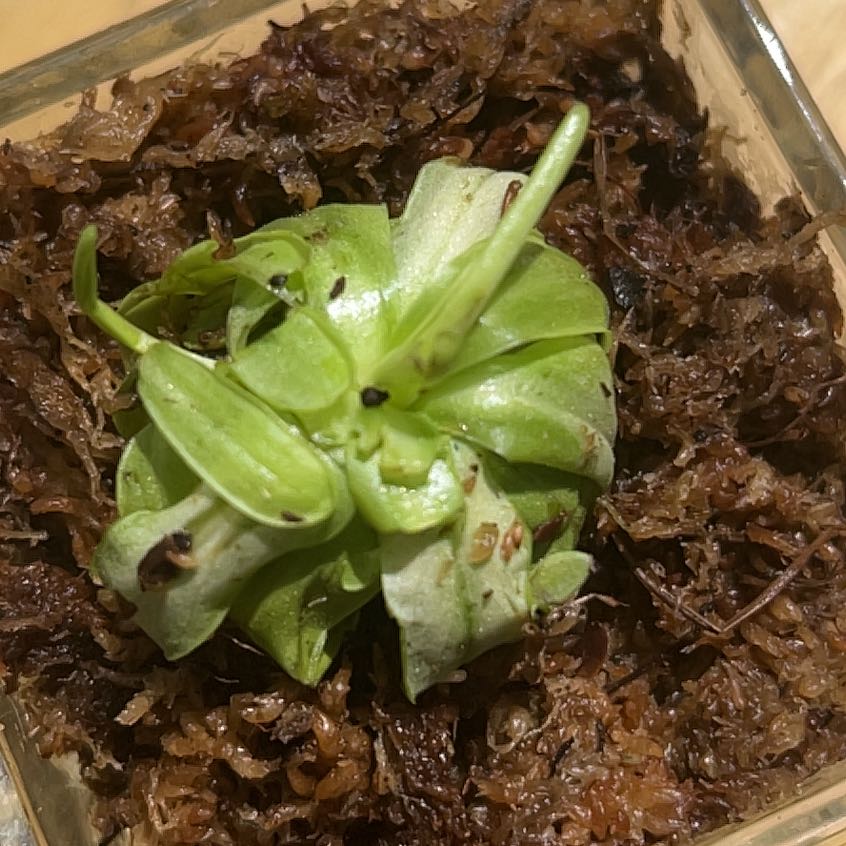 Photo of the plant species Small Butterwort by @LucentJerseytea named Luna on Greg, the plant care app