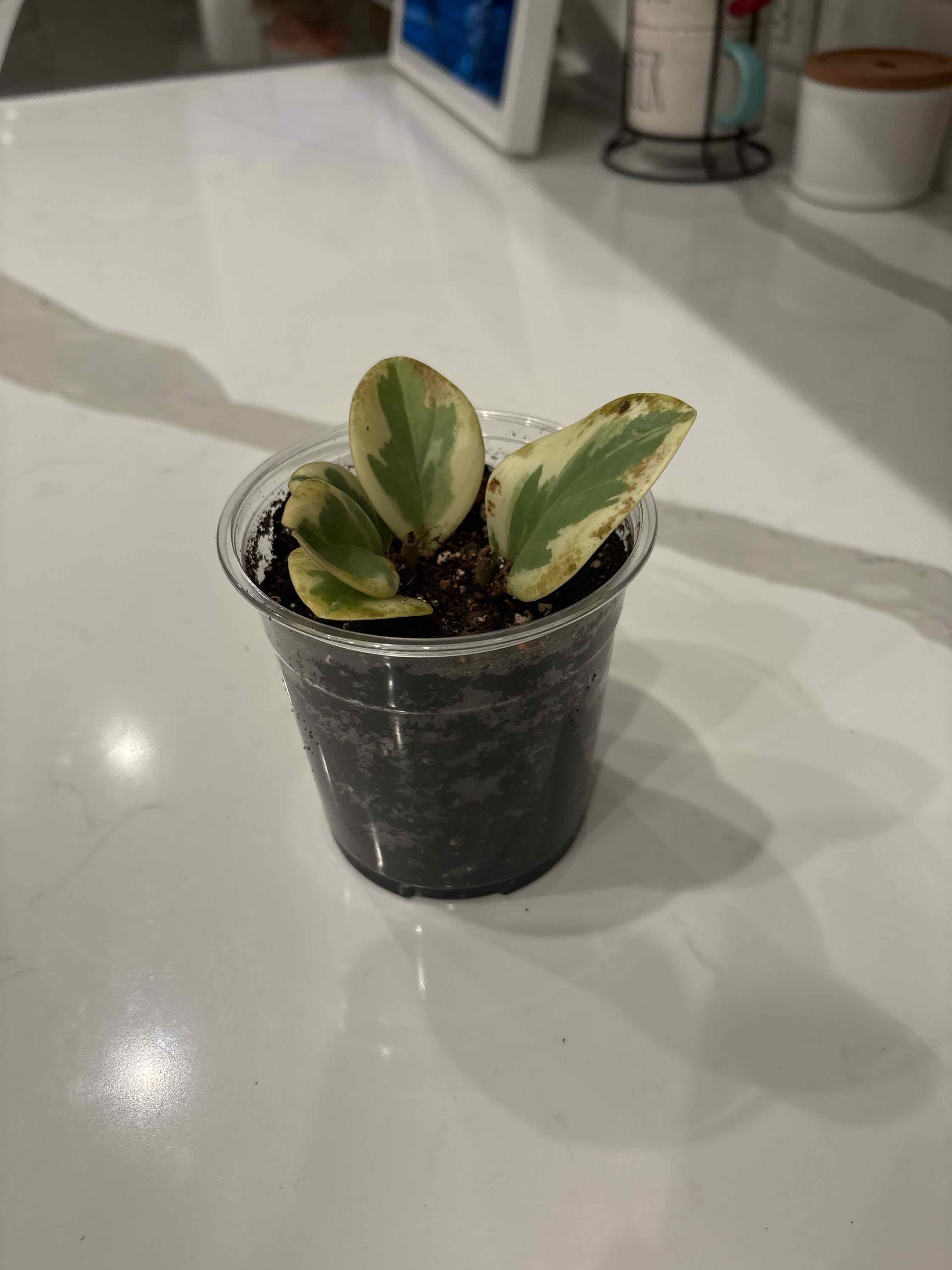 Captain Plant-it