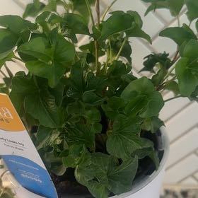 Photo of the plant species Curly Locks Ivy by @FitBushhoya87 named Daphne on Greg, the plant care app
