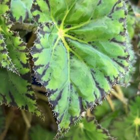 Photo of the plant species Eyelash Begonia by @LeadLoquat3 named Elle on Greg, the plant care app