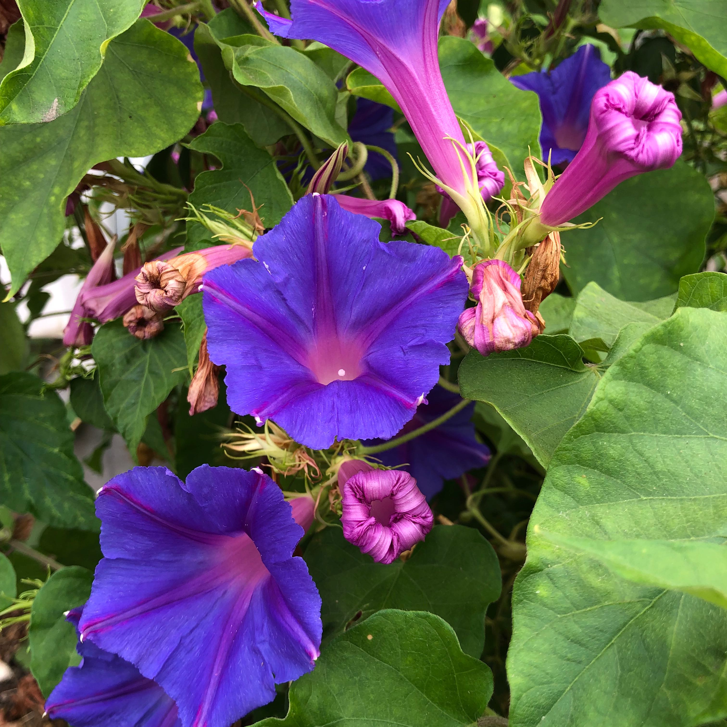 Photo of the plant species Oceanblue Morning-Glory by @moontides named Harmony on Greg, the plant care app