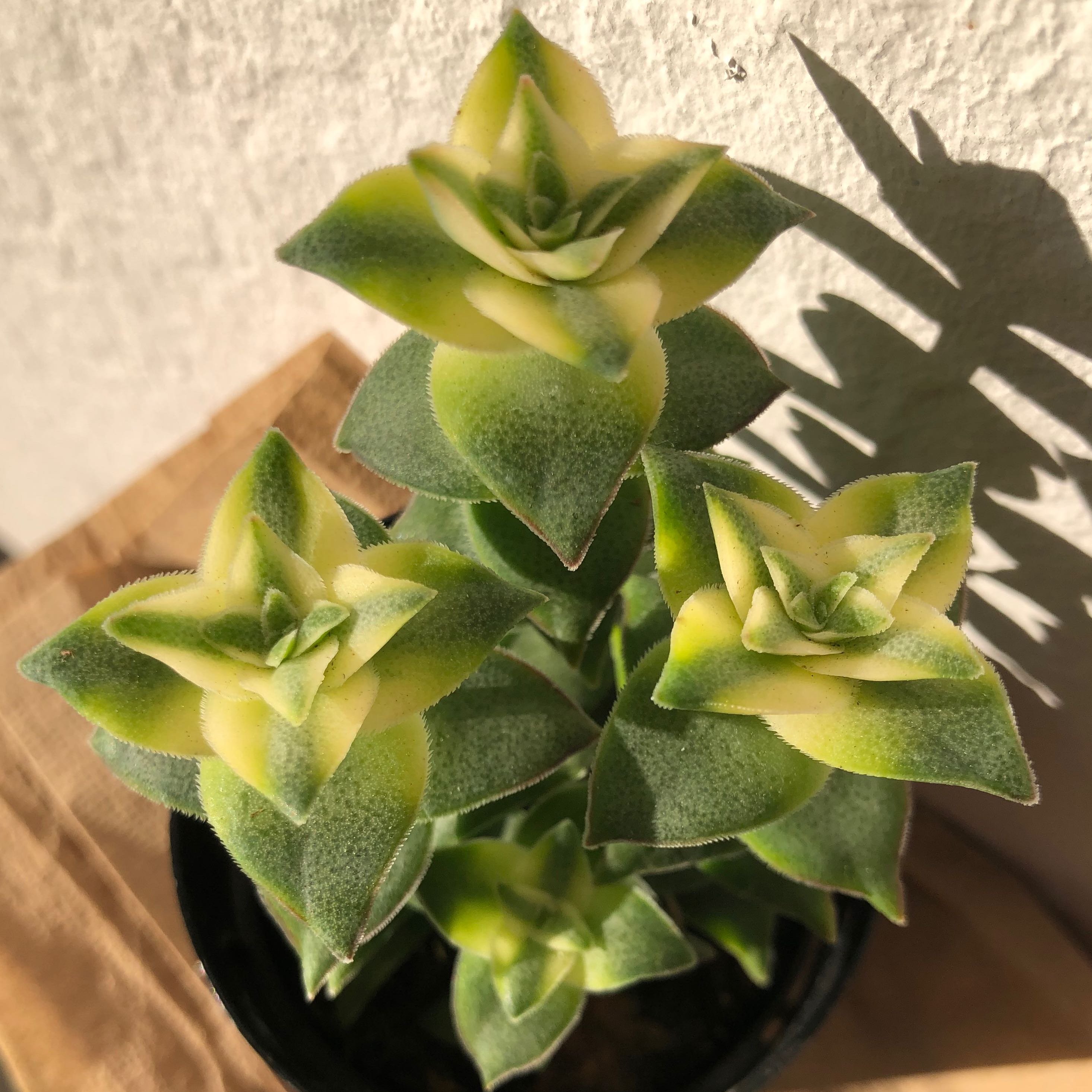 Photo of the plant species Variegated Crassula by @moontides named Zebra on Greg, the plant care app