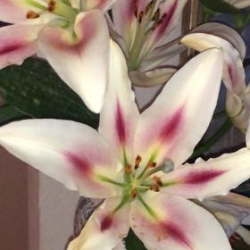 Photo of the plant species Madonna Lily by @moontides named Madonna on Greg, the plant care app