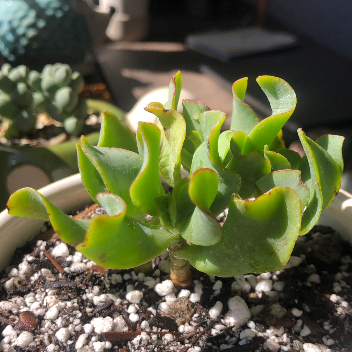 Photo of the plant species Ripple Jade™️ by @moontides named Waves on Greg, the plant care app