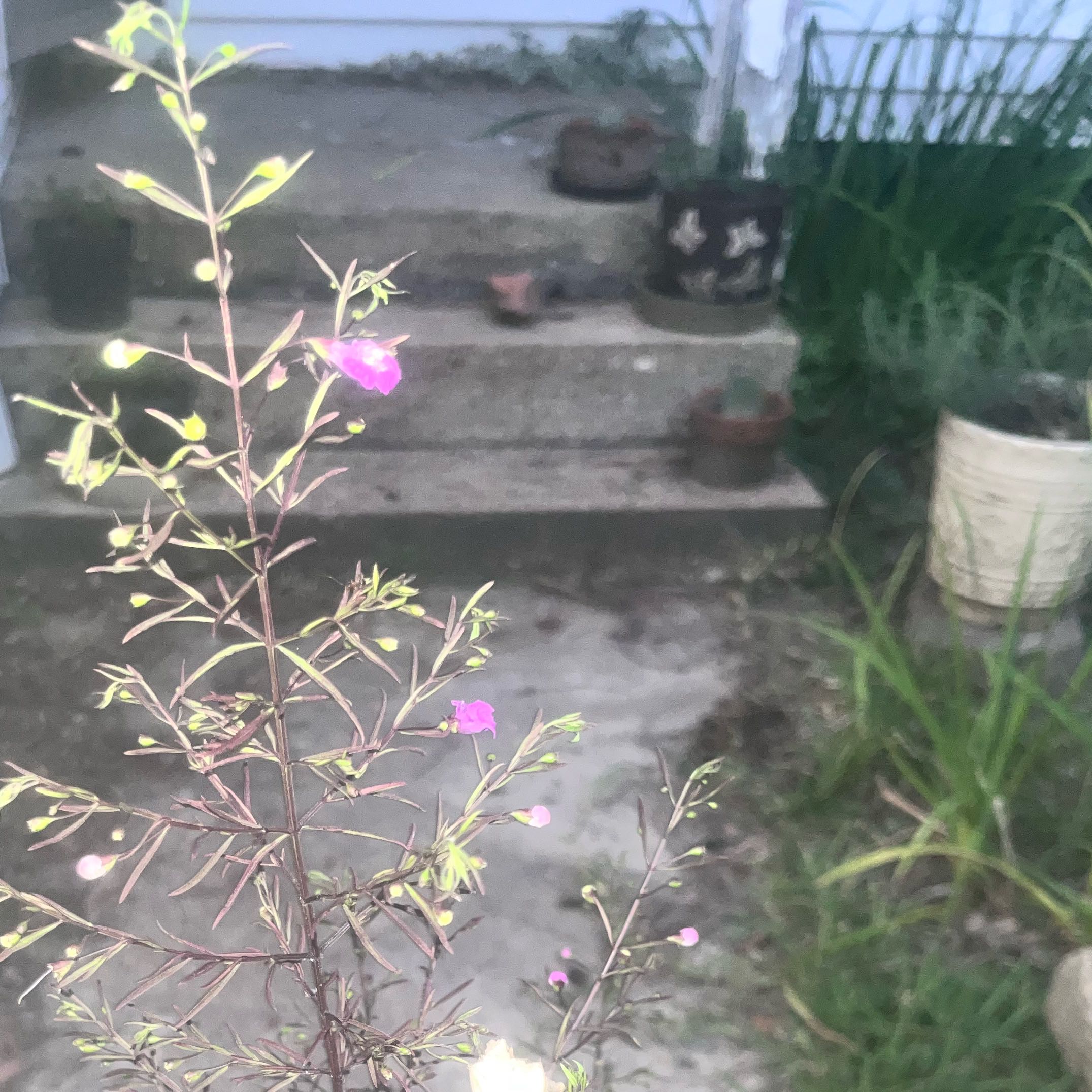 Photo of the plant species Codlins and Cream by @YiftStonepine89 named Orwell on Greg, the plant care app