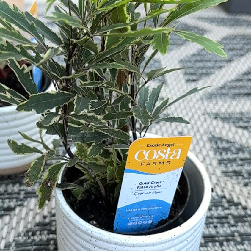 Photo of the plant species Gold Crest False Aralia by @SirPeony29 named Aria on Greg, the plant care app