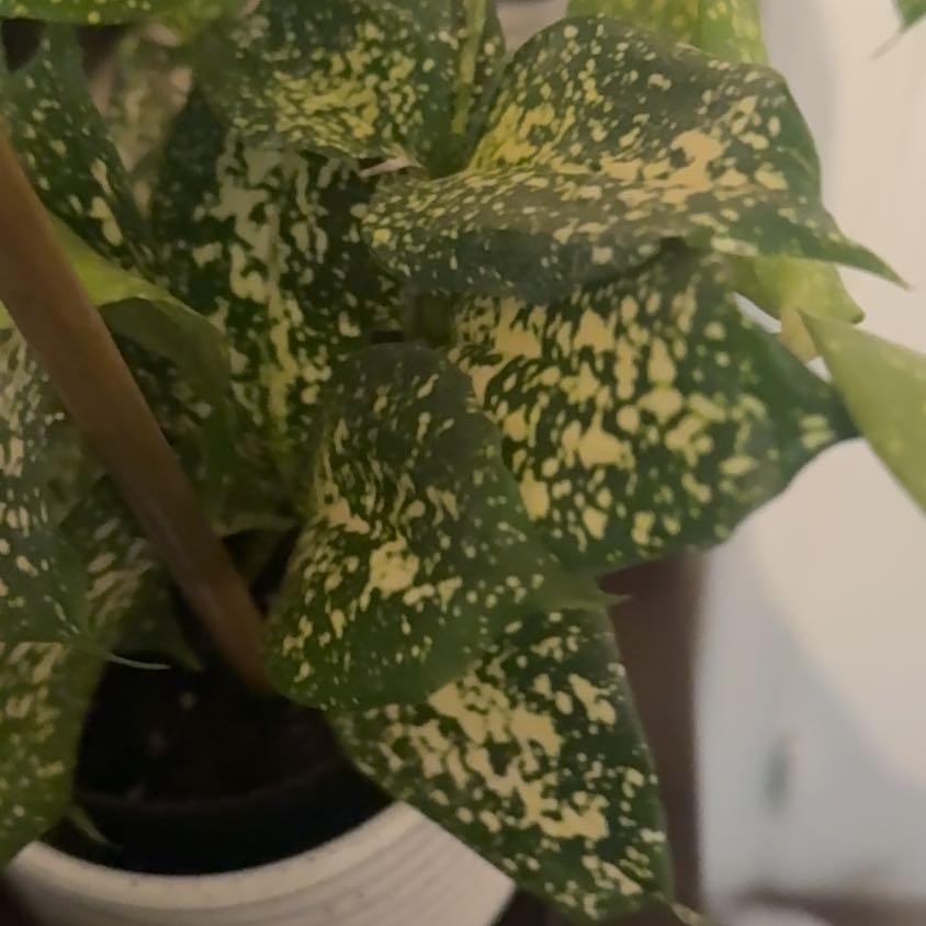 Photo of the plant species Florida Beauty by @UniversalNeem76 named Mochi on Greg, the plant care app