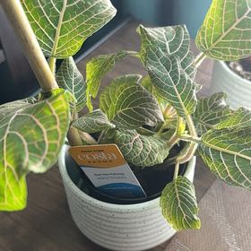 Photo of the plant species Red Vein by @313na named Sage on Greg, the plant care app