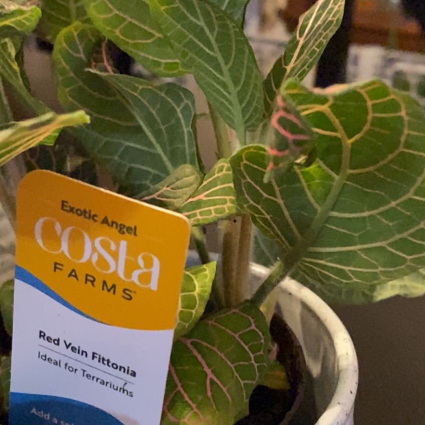 Photo of the plant species Red Vein Fittonia by @KeenRosemary1 named Hamilton on Greg, the plant care app