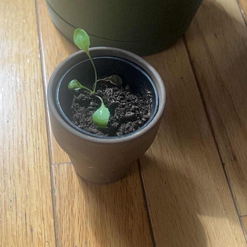 Photo of the plant species Dandelion by @FieryTreeivy11 named Bruce Lee on Greg, the plant care app