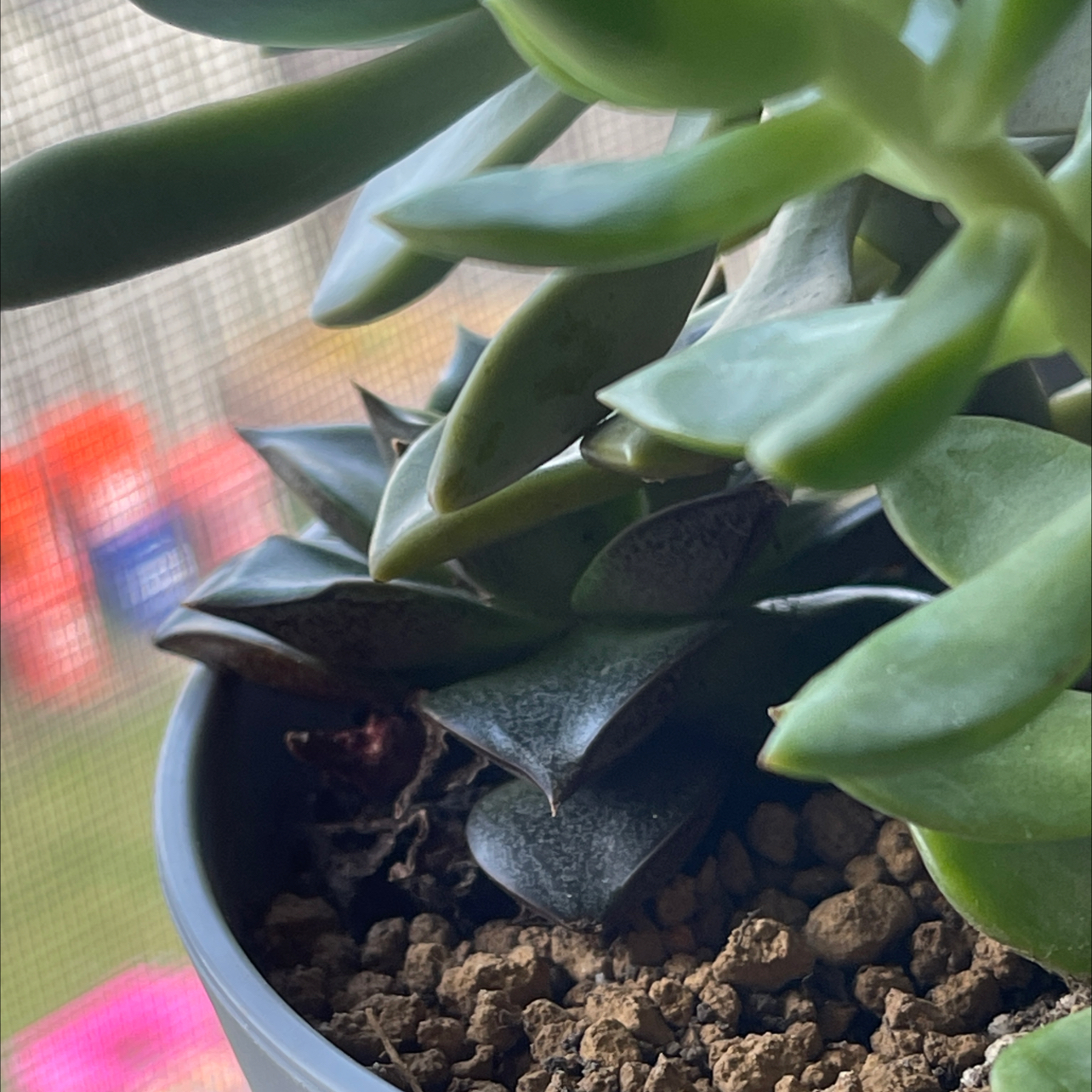 Photo of the plant species Urbinia Purpusii by @BigRedbean73 named Anne on Greg, the plant care app