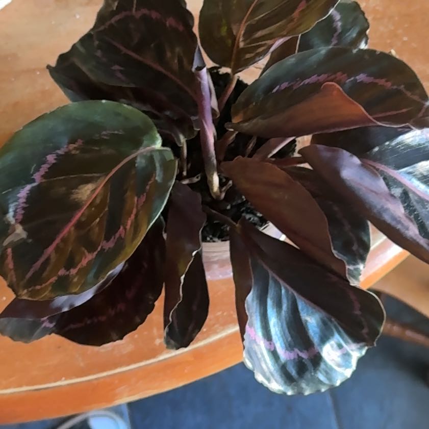 Photo of the plant species Calathea Dottie by @Sonia21 named Xena on Greg, the plant care app