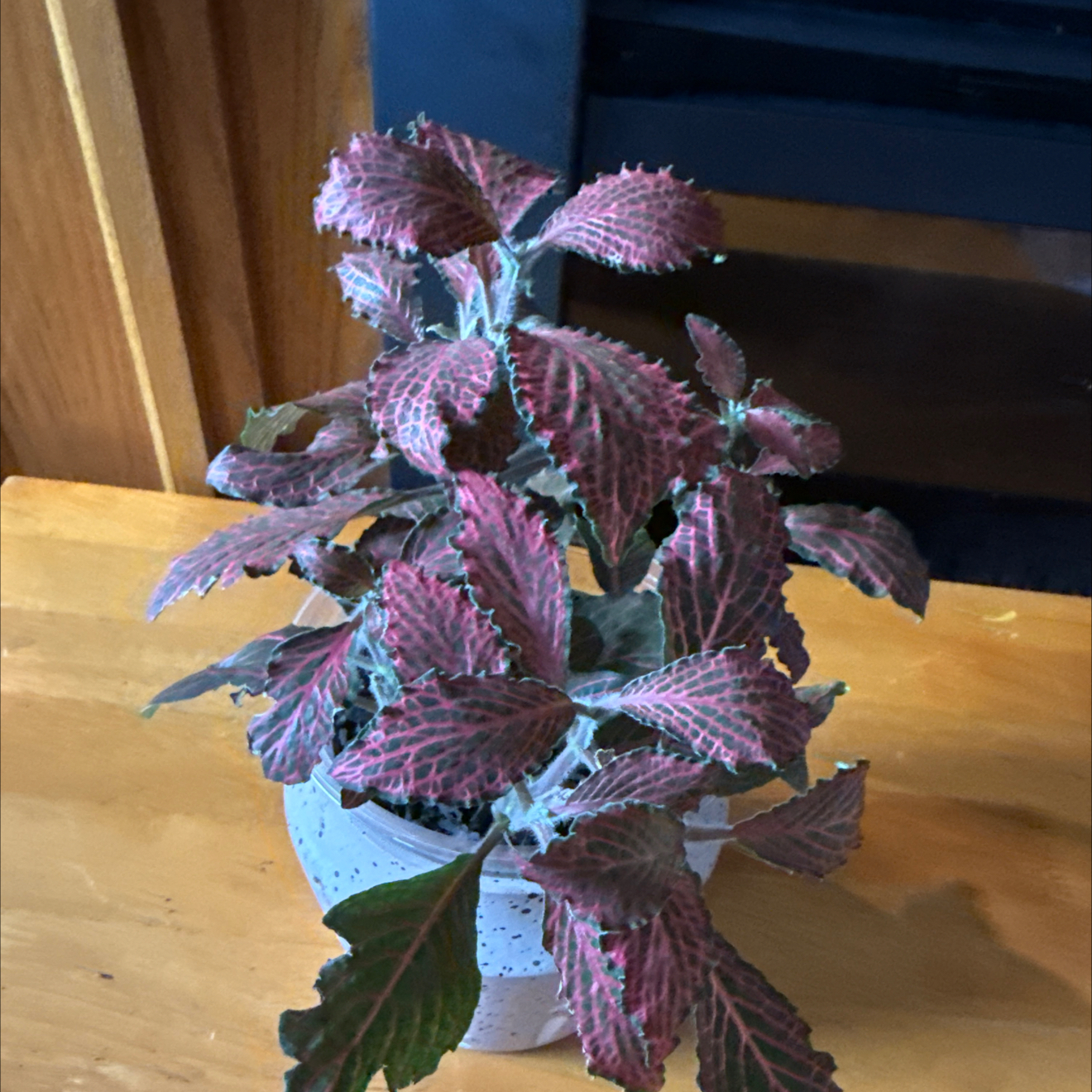 Photo of the plant species Nerve Plant by @Sonia21 named Ruby on Greg, the plant care app