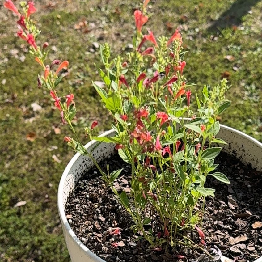 Photo of the plant species California-Fuchsia by @TactfulGreen83 named Gaga on Greg, the plant care app